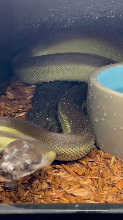 The King of Papua! Papuan Python (Apodora papuana) - YouTube