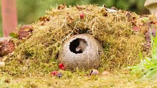 George the Mouse in a coconut shell house