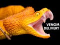 How Venom Destroys Your Insides