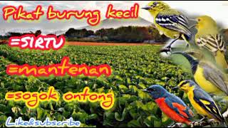 Mp3 suara pikat burung kecil paling ampuh sirtu, mantenan, sogok ontong | pikat terampuh 100%