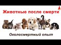 Животные после смерти