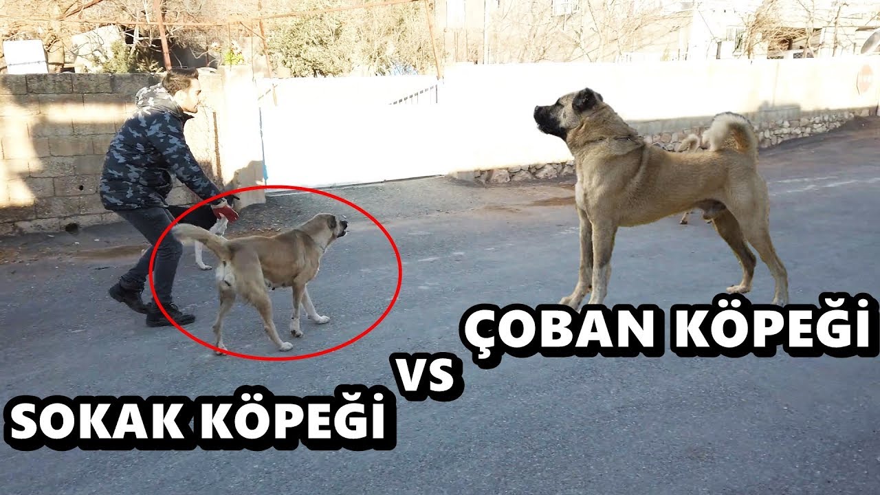 Coban Kopegi Vs Sokak Kopegi Buyuk Kavga Ayirmakta Zorlandim Youtube