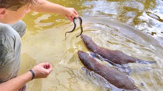 DEADLY SNAKES INVADE OUR OTTER PONDS !