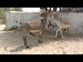 donkey love romance donkey meeting