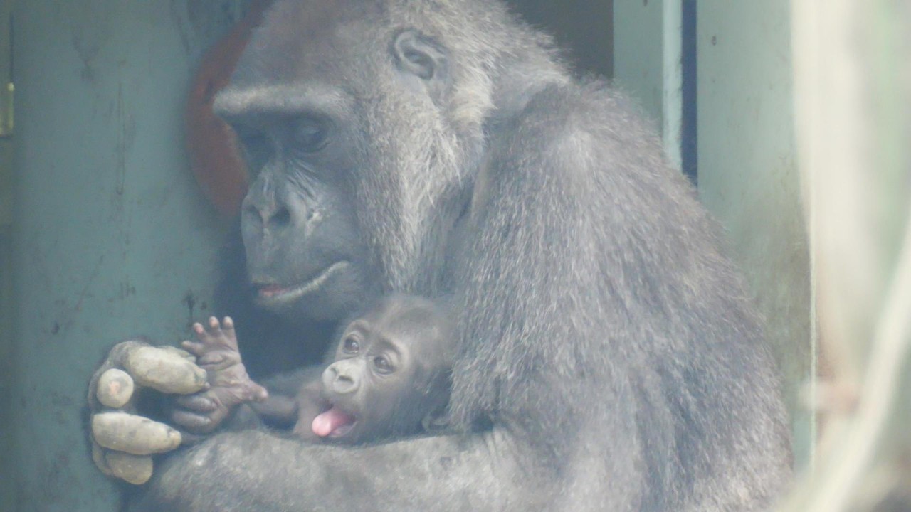 There, there Santarou Kyoto City Zoo, Gorilla, 202603 - YouTube