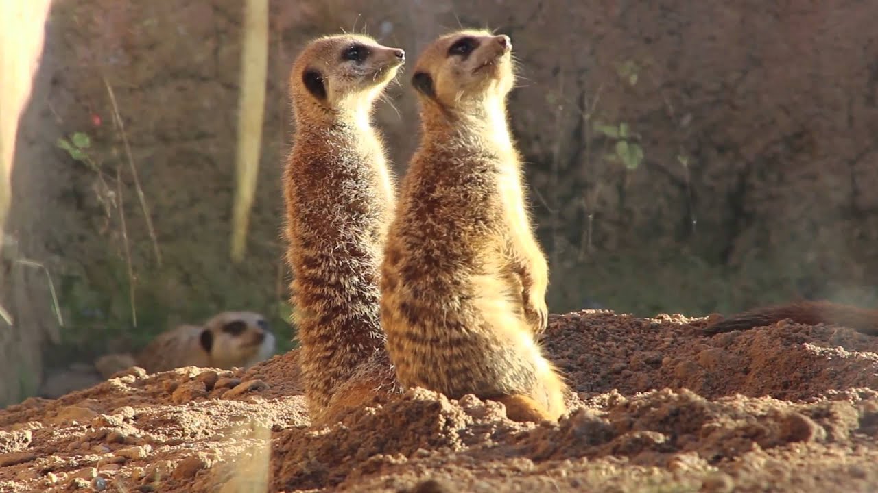 Chester Zoo-Timelaspse, Final Edit