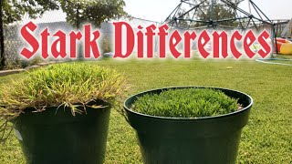 Bermuda Grass vs Zoysia: UP CLOSE & In The WRONG Climate