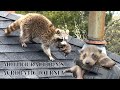 Scaling heights incredible footage of a mother raccoons acrobatic journey with her baby