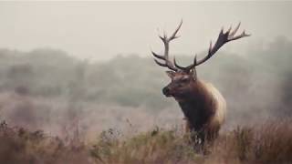 The Beauty of Point Reyes National Seashore - Tule Elk in fog bank