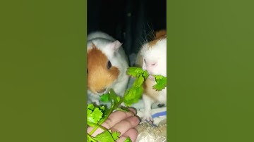 asmr video 😅🐹 #guineapig #shorts #viral  #asmr #cute  #asmrsounds