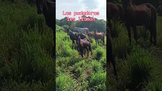 Las podadoras #yeguas #rancho #jalisco #mexico