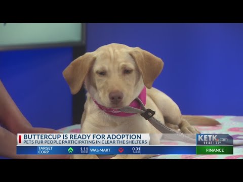 Video: Adoptable Dog of the Week - Chelsea