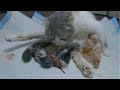 The calico mother cat gave birth to 2 munchkin kittens and 2 long-legged kittens - Part 2: The End.