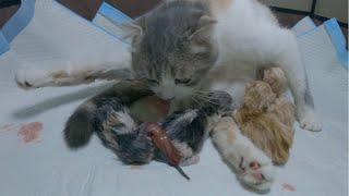 The calico mother cat gave birth to 2 munchkin kittens and 2 longlegged kittens  Part 2: The End.