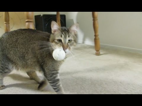 Monkey the Cat Hunts for Dinner: Part 2 (Bloopers)