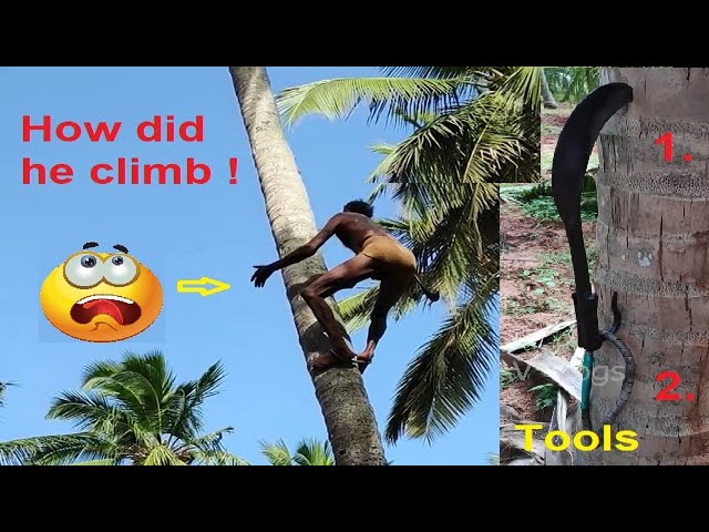 Advance Coconut Tree Climber 