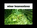 Minor Inconvenience