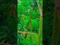 our farm trees 🌴#bagh#foryou #beautiful #farmvillage #farmview #trees #shortvideo #ytshorts