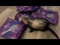 Ferrets Feast: Freeze Dried Raw Food. 😋 Cinnamon & Sassy