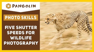 5 Shutter Speeds You Need For Wildlife Photography