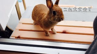うさぎにあるプレゼントを渡したらめっちゃ怪しまれた話 Present to the rabbit #641