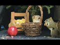 Cutest Backyard Thief? Squirrel vs. Seeds (Caught on Camera!)