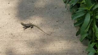 Now we have a Texas spiny lizard living in our garden.