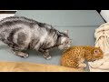 寝てる子猫の匂いをどうしても嗅ぎたくなったあいおばちゃま💓