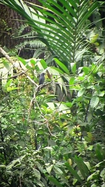 SRIGUNTING KELABU ashy drongo (Dicrurus leucophaeus