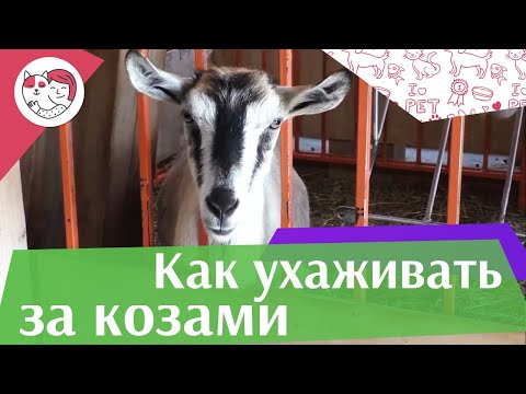 4 самых распространенных ошибки при уходе за козами на ilikepet