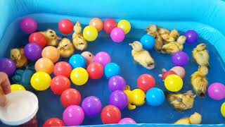 Prepare a shot videos for Yellow Ducklings to summary for the audience 75 l Ducklings KH