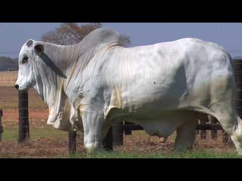 LOTE 146 - 5430 | 42º MEGA LEILÃO ANUAL CARPA TOUROS