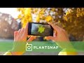 Plantsnap identify plants with an app