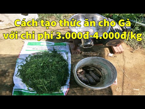 Video: Cách Tạo Khối Cho Gà Viên