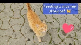Feeding a stray red cat 🐈 😻