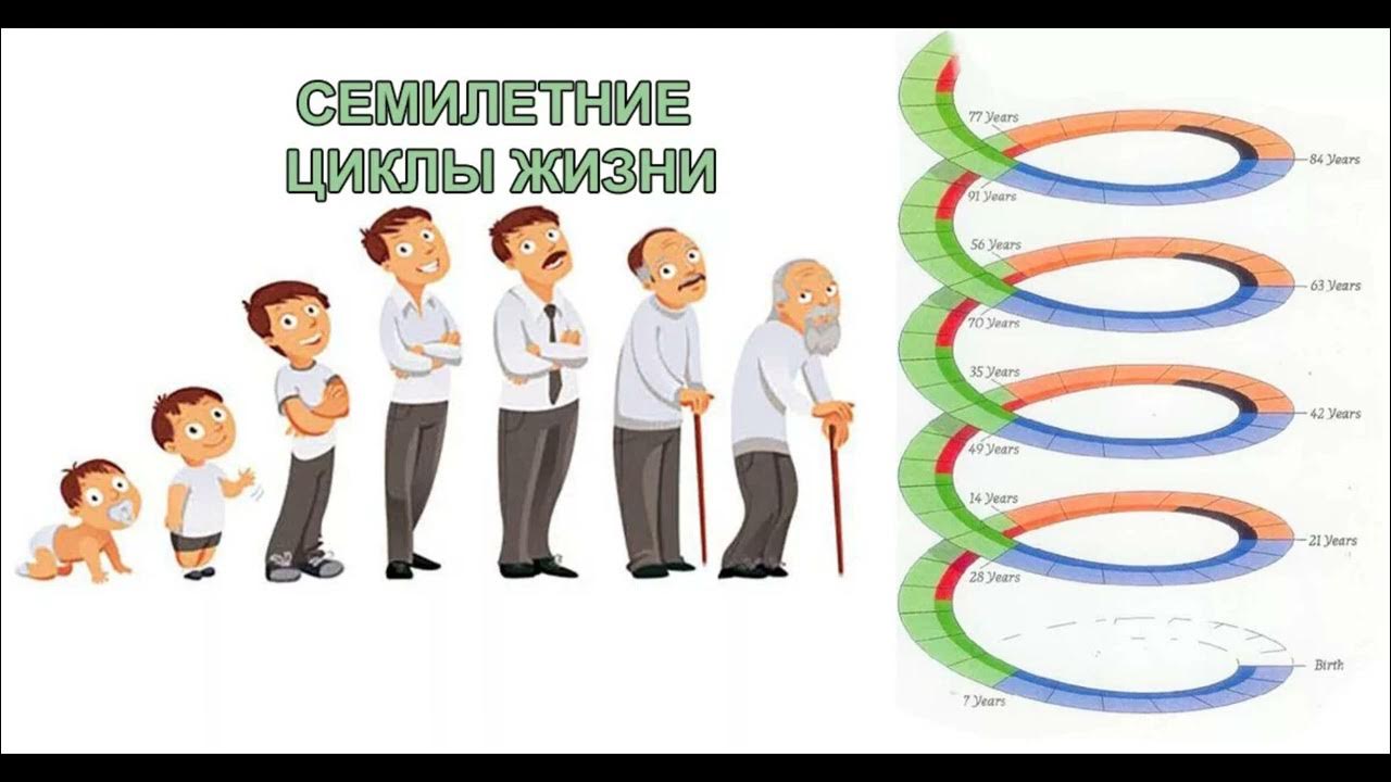 Изменения каждые 7 лет. Циклы жизни человека 7 лет. Изменения каждые 7 лет. Ребенок должен. Изменения каждые 7 лет.