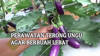 Agar Terong Ungu Berbuah Lebat & Cepat Panen Lakukan Perawatan Ini by INFO RAGAM PERTANIAN 1,846 views 1 month ago 8 minutes, 20 seconds