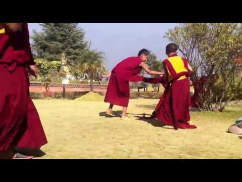 Video: Tibetan Shih Tzu Yug - Tus Dev Uas Poob Tawm Ntawm Lub Qhov Muag