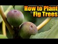 How to Plant Fig Trees