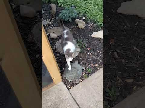 Sadie Rubbing Her Face On Yard Sign Cat Short