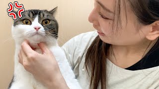 息子猫が激怒してイカ耳になっちゃいました…🐈