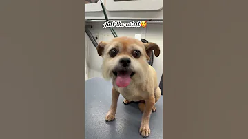 Myndi Is The Cutest Puppy Cutedog Trending 
