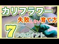 【カリフラワーの育て方】失敗しない育て方７つのポイント　～狭い庭で家庭菜園～