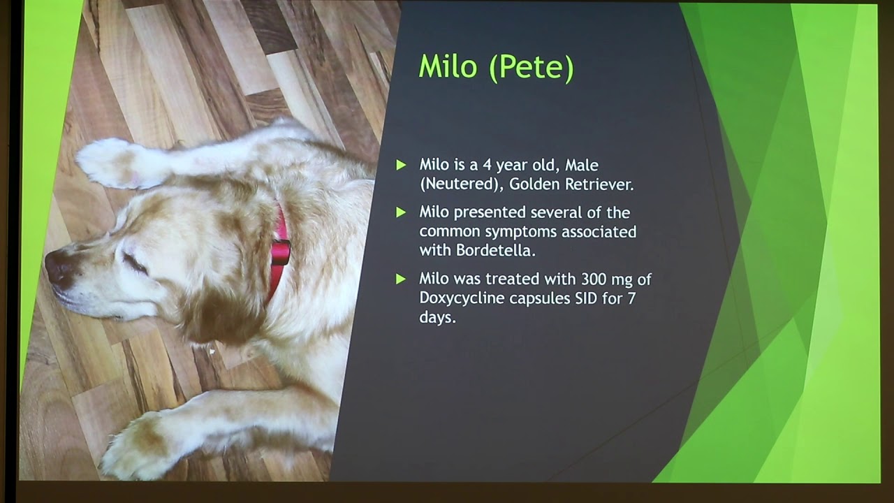 Bordetella in Dogs YouTube