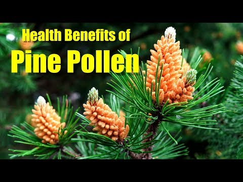 HEALTH BENEFITS OF PINE POLLEN