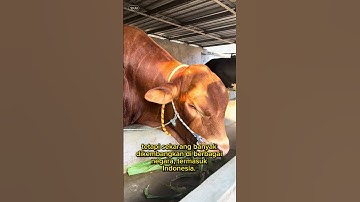 Sapi simental #shorts #sapi #sapisimental