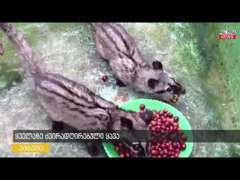 ყველაზე ძვირად ღირებული ყავა, რომლის მარცვლებსაც ჯერ ცხოველი ჭამს და შემდეგ ხალავენ