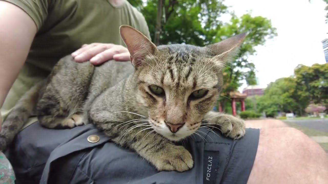 Very handsome tabby tomcat with flawless tiger pattern jumps on my lap ...