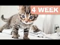 Young KITTENS - Age 4 Weeks - Adorable moments