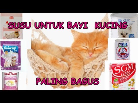 Video: Apa Yang Boleh Menggantikan Susu Kucing